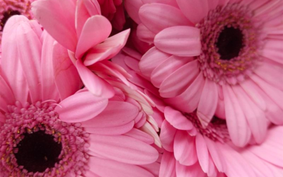 Lot Habitat s’engage pour Octobre Rose !